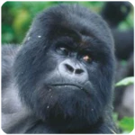 Logo of Gorilla Sounds android Application 